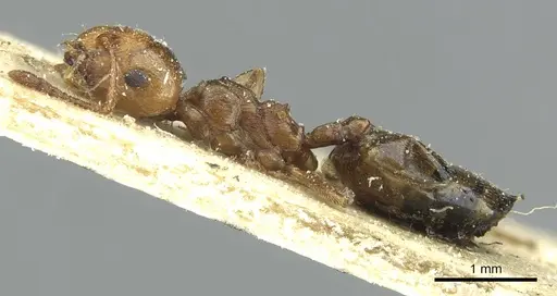 Crematogaster resulcata specimen CASENT0912630 image casent0912630_3