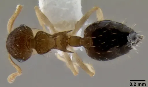 Crematogaster reticulata specimen CASENT0193610 image casent0193610_1