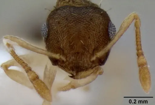 Crematogaster reticulata specimen CASENT0193610 image casent0193610_2