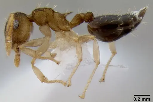 Crematogaster reticulata specimen CASENT0193610 image casent0193610_3