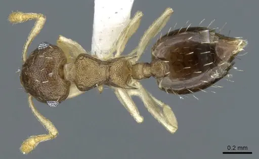 Crematogaster reticulata specimen CASENT0905905 image casent0905905_1