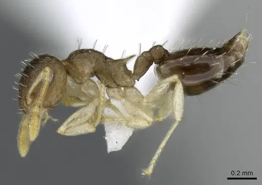 Crematogaster reticulata specimen CASENT0905905 image casent0905905_3