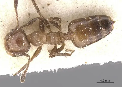 Crematogaster reticulata specimen CASENT0912718 image casent0912718_1