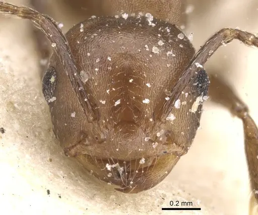 Crematogaster reticulata specimen CASENT0912718 image casent0912718_2