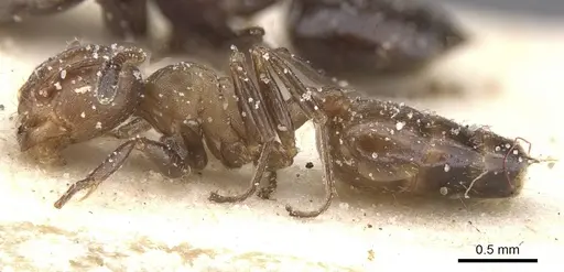 Crematogaster reticulata specimen CASENT0912718 image casent0912718_3
