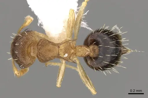 Crematogaster reticulata specimen CASENT0914544 image casent0914544_1