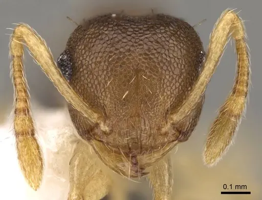 Crematogaster reticulata specimen CASENT0914544 image casent0914544_2