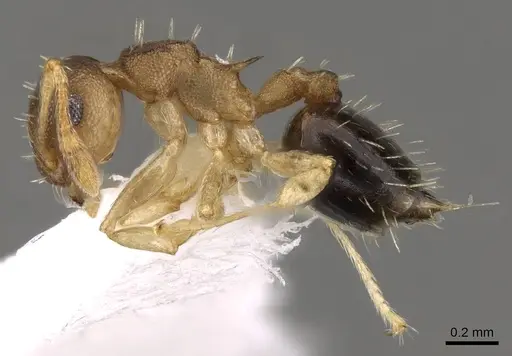 Crematogaster reticulata specimen CASENT0914544 image casent0914544_3