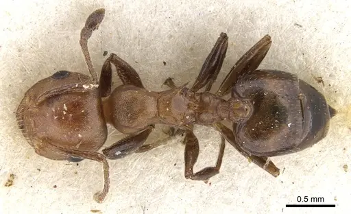 Crematogaster retifera specimen CASENT0902098 image casent0902098_1