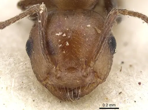 Crematogaster retifera specimen CASENT0902098 image casent0902098_2