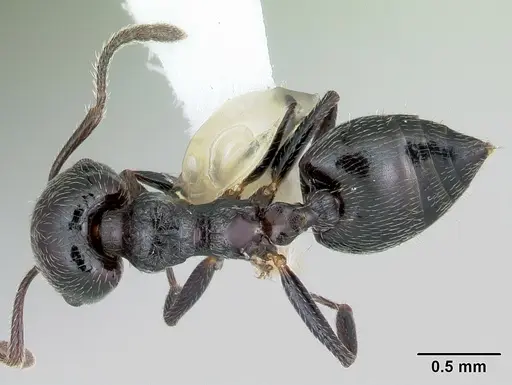 Crematogaster rifelna specimen CASENT0103516 image casent0103516_1