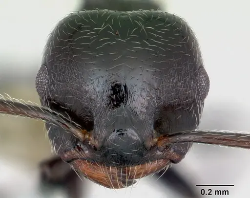 Crematogaster rifelna specimen CASENT0103516 image casent0103516_2
