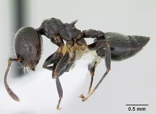 Crematogaster rifelna specimen CASENT0103516 image casent0103516_3