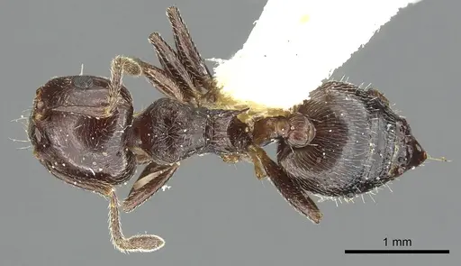 Crematogaster rifelna specimen CASENT0902141 image casent0902141_1