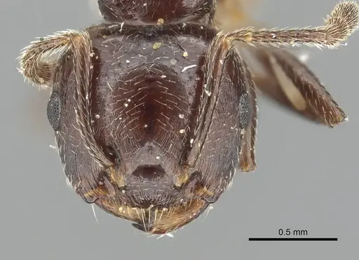 Crematogaster rifelna specimen CASENT0902141 image casent0902141_2