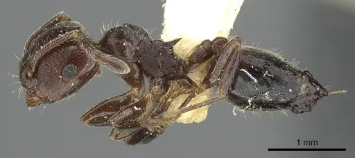 Crematogaster rifelna specimen CASENT0902141 image casent0902141_3