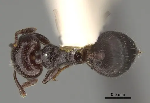 Crematogaster rifelna specimen LACMENT164556 image lacment164556_1