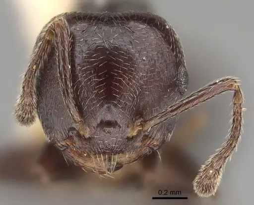 Crematogaster rifelna specimen LACMENT164556 image lacment164556_2