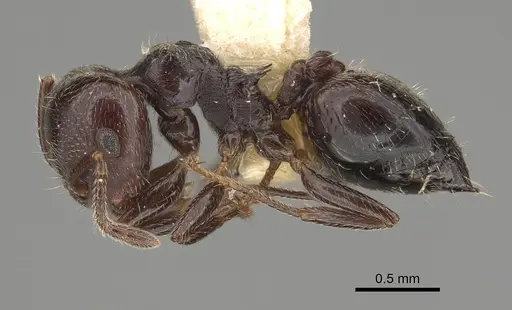 Crematogaster rifelna specimen LACMENT164556 image lacment164556_3