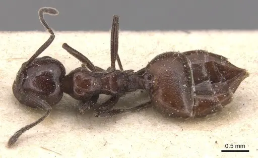 Crematogaster rivai specimen CASENT0904516 image casent0904516_1