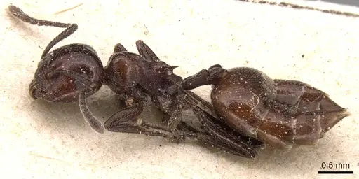 Crematogaster rivai specimen CASENT0904516 image casent0904516_3