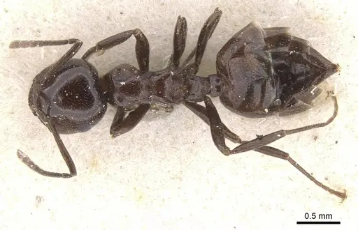 Crematogaster rivai specimen CASENT0912719 image casent0912719_1