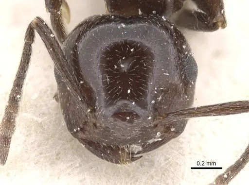 Crematogaster rivai specimen CASENT0912719 image casent0912719_2