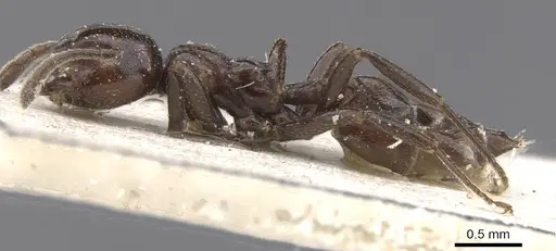 Crematogaster rivai specimen CASENT0912719 image casent0912719_3