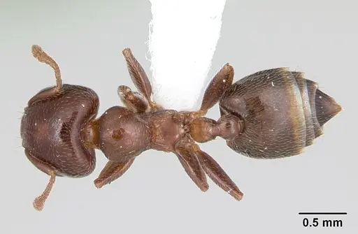 Crematogaster rochai specimen CASENT0173946 image casent0173946_1