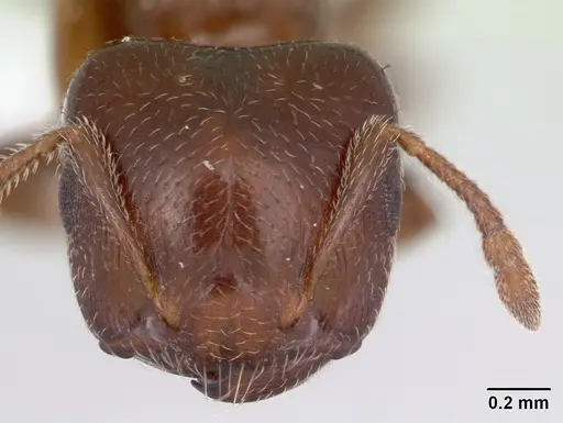 Crematogaster rochai specimen CASENT0173946 image casent0173946_2
