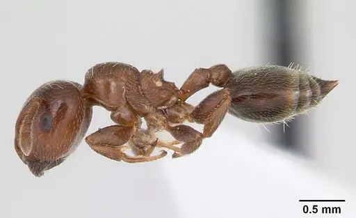 Crematogaster rochai specimen CASENT0173946 image casent0173946_3