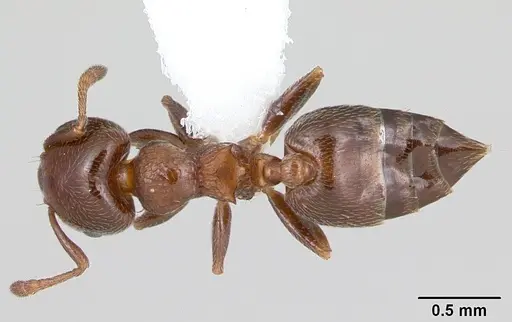 Crematogaster rochai specimen CASENT0173947 image casent0173947_1