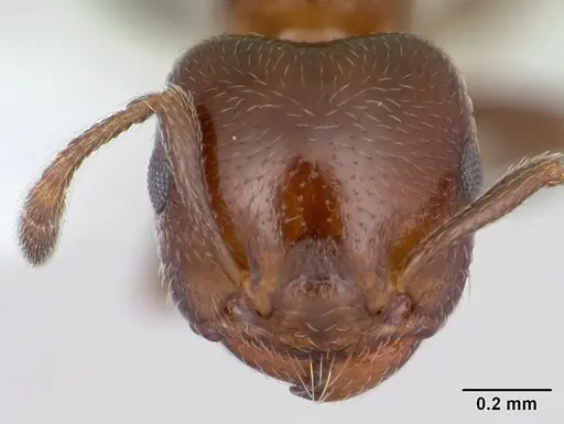 Crematogaster rochai specimen CASENT0173947 image casent0173947_2
