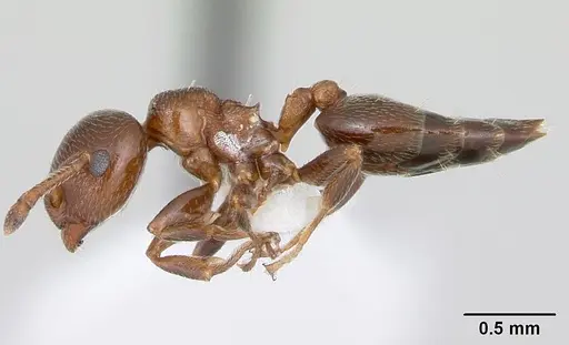 Crematogaster rochai specimen CASENT0173947 image casent0173947_3