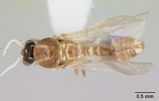 Crematogaster rochai specimen CASENT0173948 image casent0173948_1