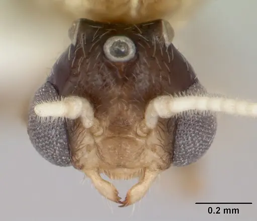 Crematogaster rochai specimen CASENT0173948 image casent0173948_2