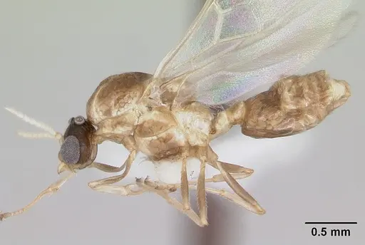 Crematogaster rochai specimen CASENT0173948 image casent0173948_3