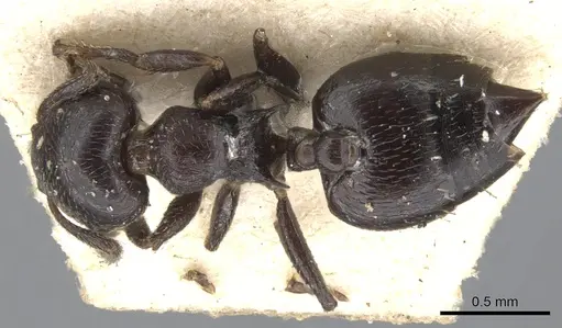 Crematogaster rochai specimen CASENT0901464 image casent0901464_1