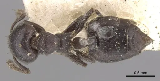 Crematogaster rochai specimen CASENT0902172 image casent0902172_1