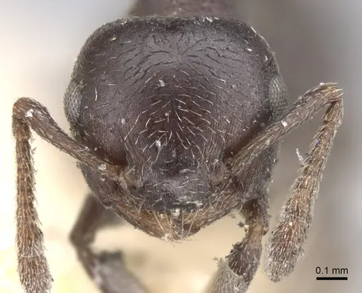 Crematogaster rochai specimen CASENT0902172 image casent0902172_2