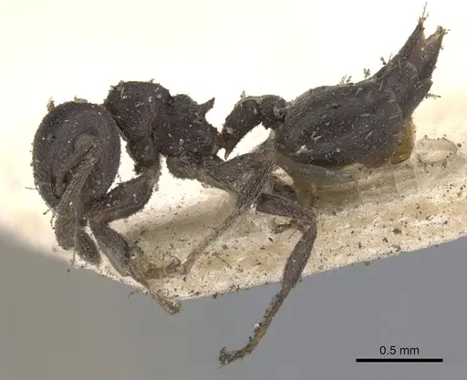 Crematogaster rochai specimen CASENT0902172 image casent0902172_3