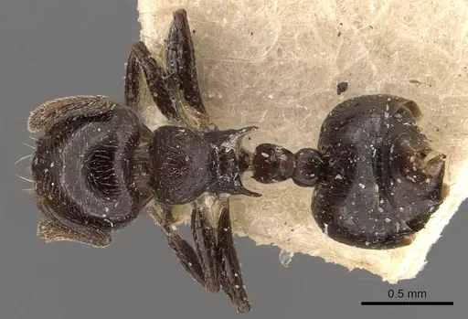 Crematogaster rochai specimen CASENT0908402 image casent0908402_1