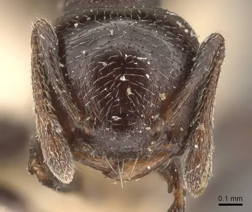 Crematogaster rochai specimen CASENT0908402 image casent0908402_2