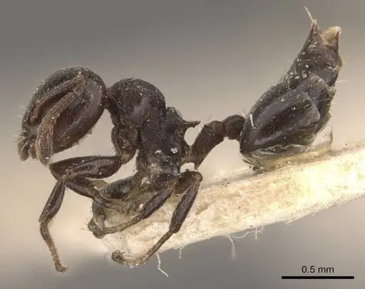 Crematogaster rochai specimen CASENT0908402 image casent0908402_3
