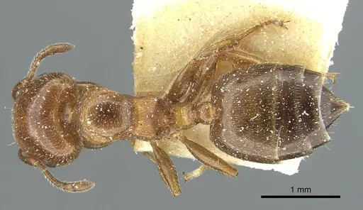 Crematogaster rochai specimen CASENT0912755 image casent0912755_1