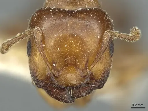 Crematogaster rochai specimen CASENT0912755 image casent0912755_2