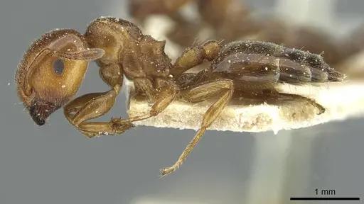 Crematogaster rochai specimen CASENT0912755 image casent0912755_3