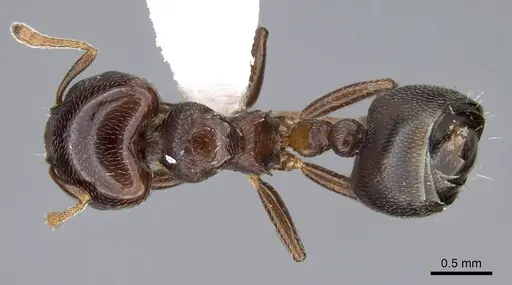 Crematogaster rochai specimen CASENT0914640 image casent0914640_1