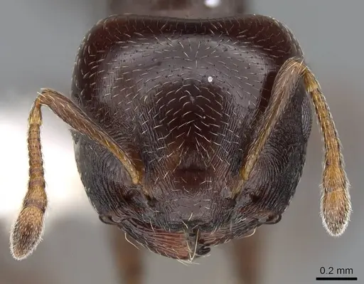Crematogaster rochai specimen CASENT0914640 image casent0914640_2
