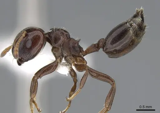 Crematogaster rochai specimen CASENT0914640 image casent0914640_3